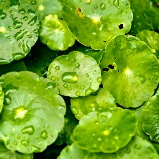 Extract de Centella Asiatica