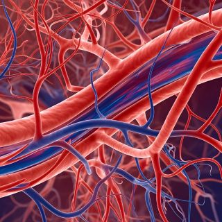 Stimulează circulația sanguină